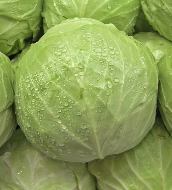 Cabbage (pattagobi)